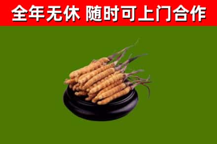 邯郸回收冬虫夏草