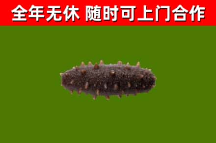 邯郸回收海参干